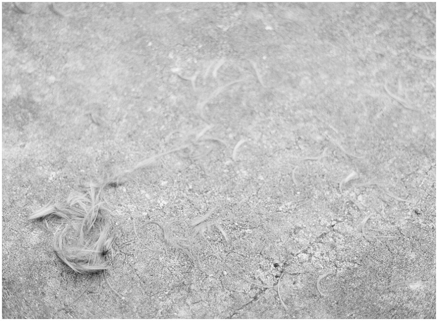 Hair clippings on ground.