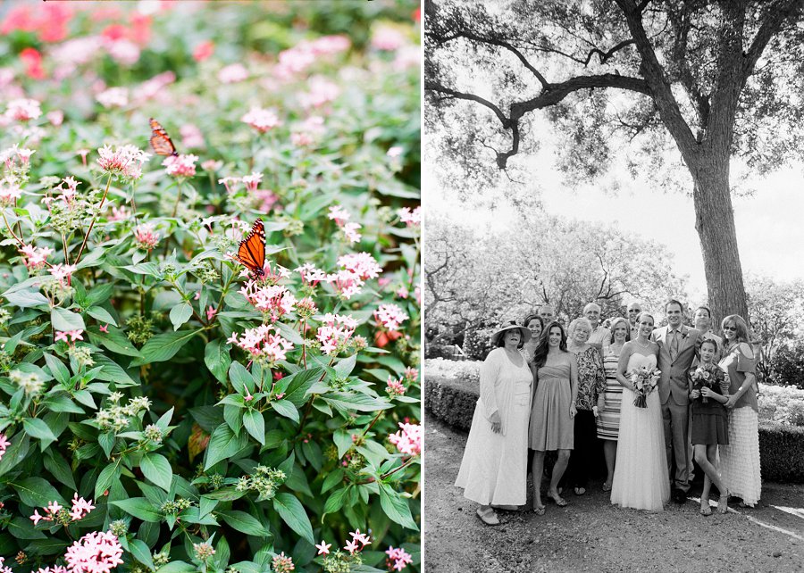 Monarch butterflies at the Dallas Arboretum.