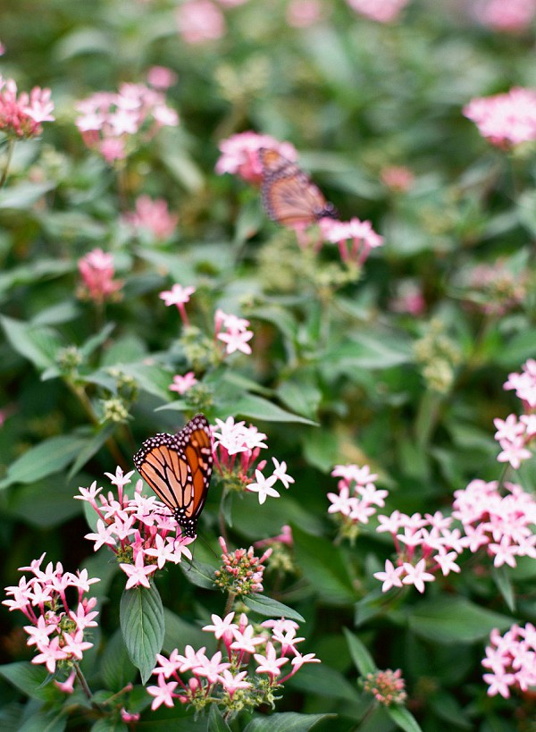 Dallas Arboretum wedding by Jenny McCann.